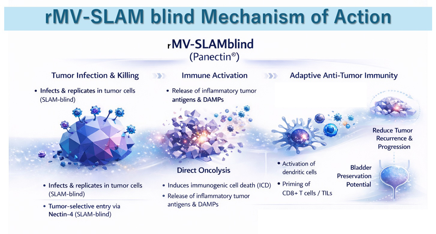 Panectin® rMV-SLAMblind Mechanism of Action