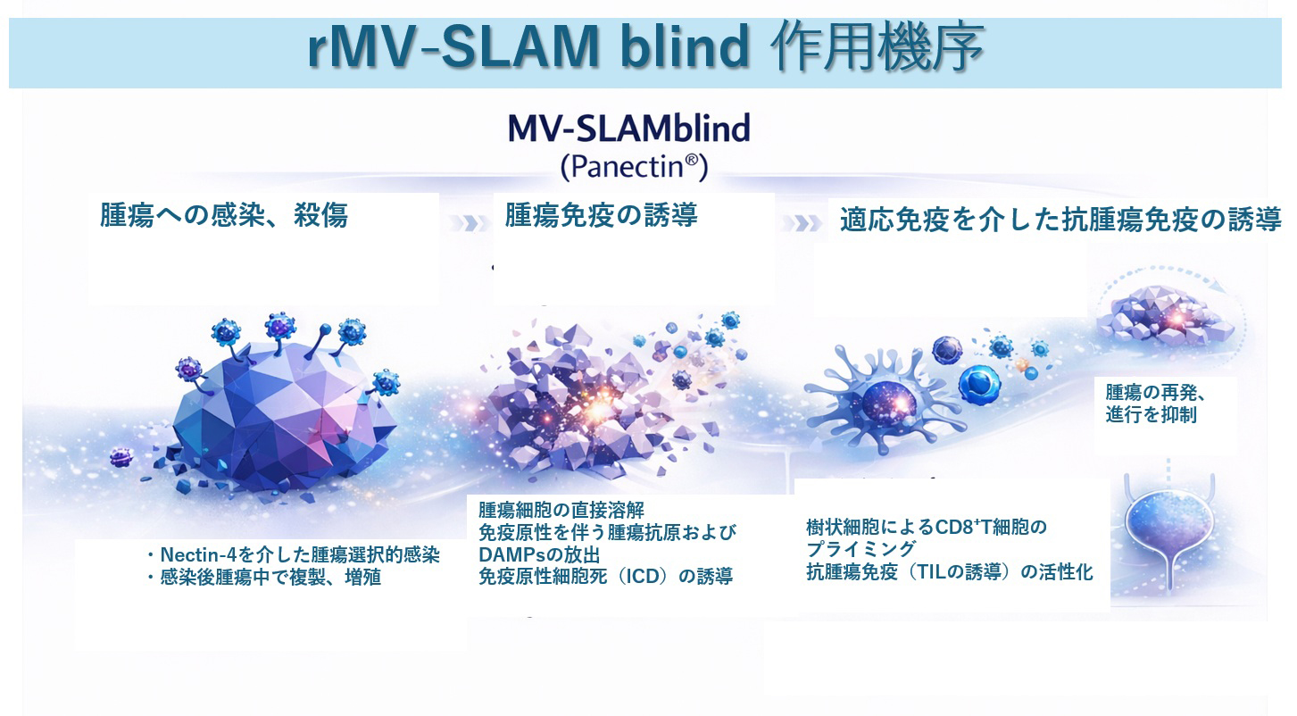 Panectin® rMV-SLAMblind 作用機序